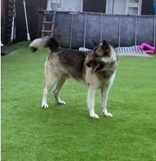 A husky on the lawn